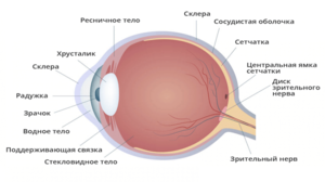 Какие заболевания могут быть с сетчаткой глаза
